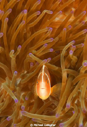 Pink anemonefish in anemone, taken with 17-40mm lens at 4... by Michael Gallagher 